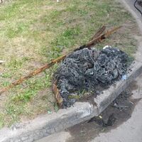 Вот такие "куколки" достают специалисты Вологдагорводоканала из канализационных колодцев города